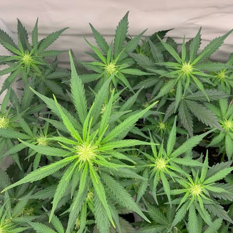 Mimosa Auto growlog timeline photo