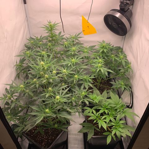 Mimosa Auto growlog timeline photo