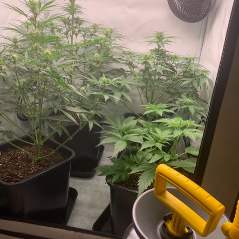 Mimosa Auto growlog timeline photo