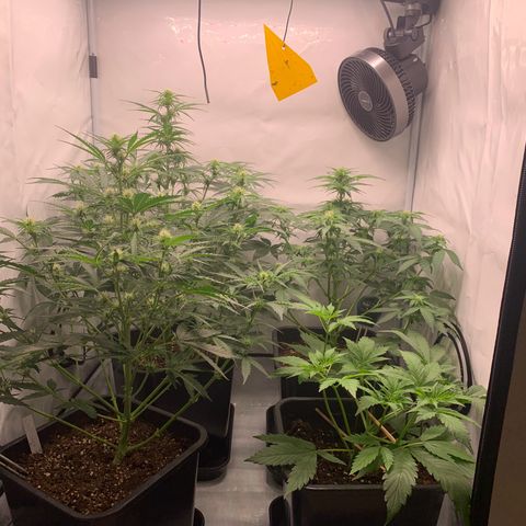 Mimosa Auto growlog timeline photo