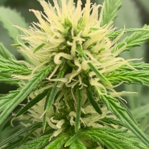 Mimosa Auto growlog timeline photo