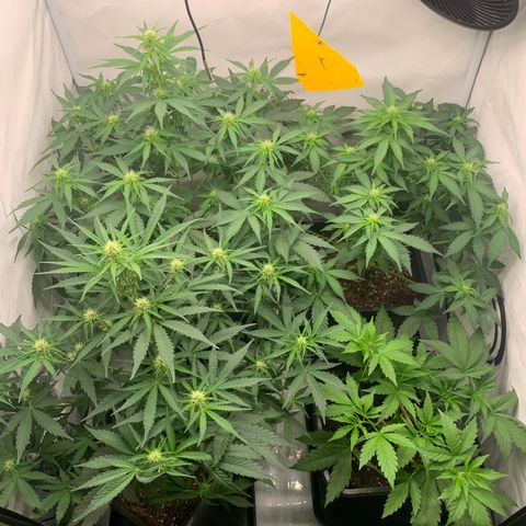 Mimosa Auto growlog timeline photo