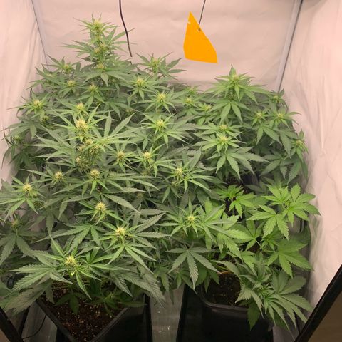 Mimosa Auto growlog timeline photo
