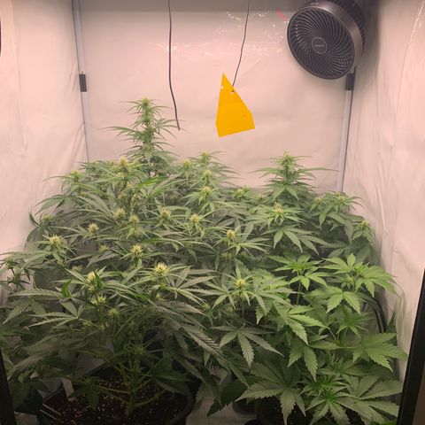 Mimosa Auto growlog timeline photo