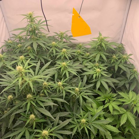 Mimosa Auto growlog timeline photo