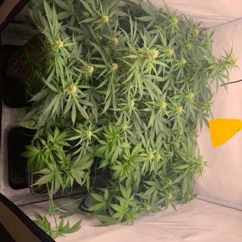 Mimosa Auto growlog timeline photo