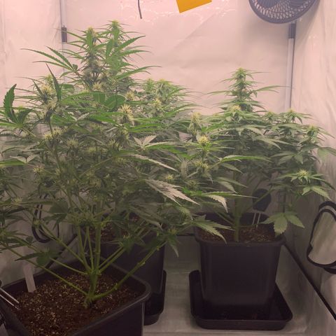 Mimosa Auto growlog timeline photo