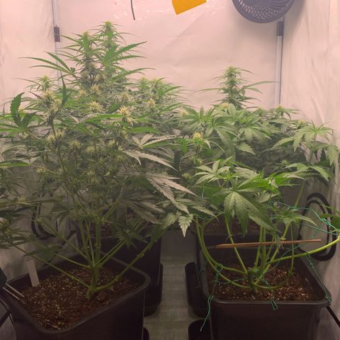 Mimosa Auto growlog timeline photo