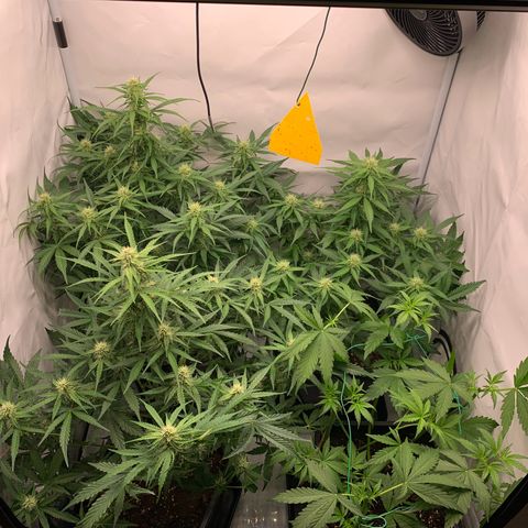 Mimosa Auto growlog timeline photo