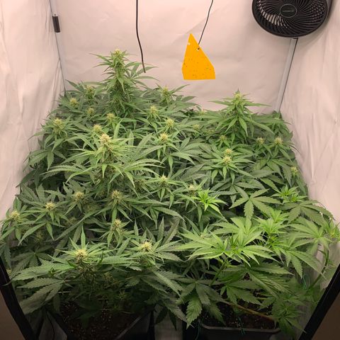 Mimosa Auto growlog timeline photo
