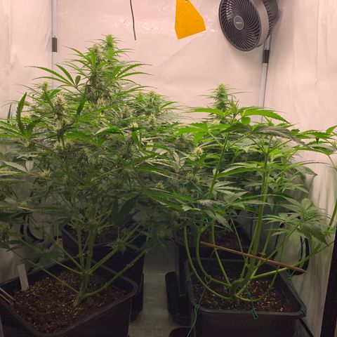 Mimosa Auto growlog timeline photo