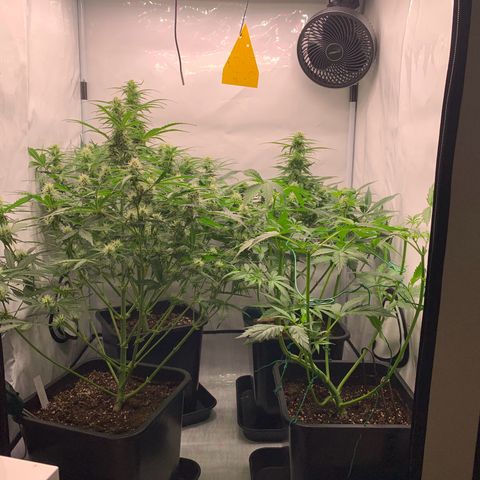 Mimosa Auto growlog timeline photo