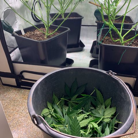 Mimosa Auto growlog timeline photo
