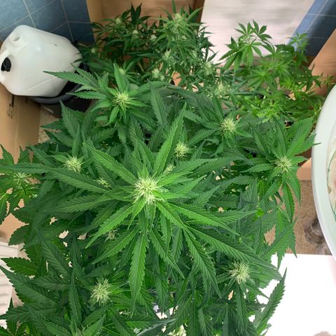 Mimosa Auto growlog timeline photo