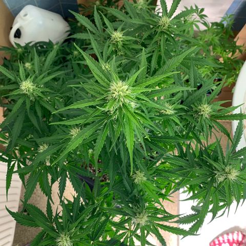 Mimosa Auto growlog timeline photo