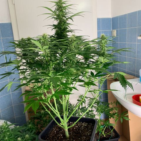 Mimosa Auto growlog timeline photo