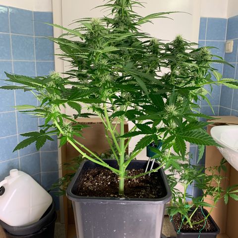 Mimosa Auto growlog timeline photo
