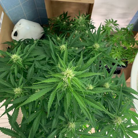 Mimosa Auto growlog timeline photo