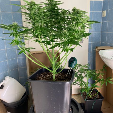 Mimosa Auto growlog timeline photo