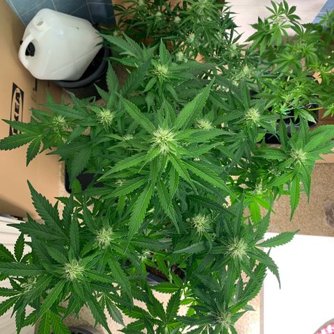 Mimosa Auto growlog timeline photo