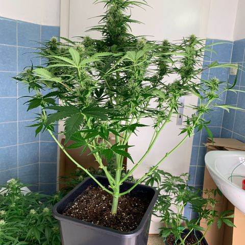 Mimosa Auto growlog timeline photo