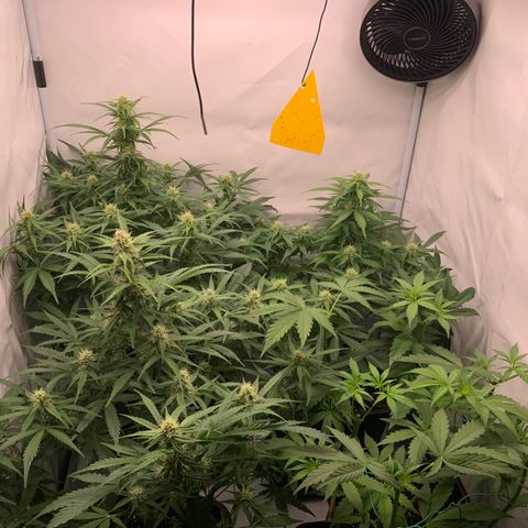 Mimosa Auto growlog timeline photo