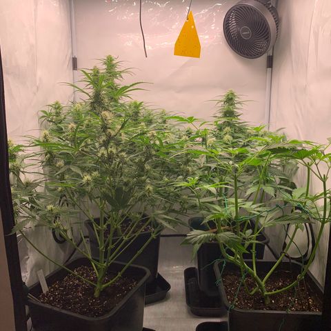 Mimosa Auto growlog timeline photo