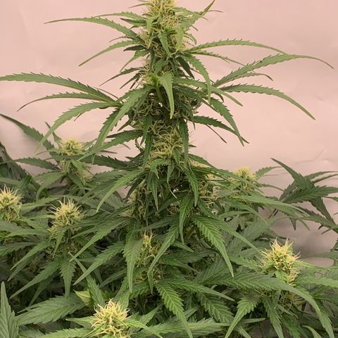 Mimosa Auto growlog timeline photo