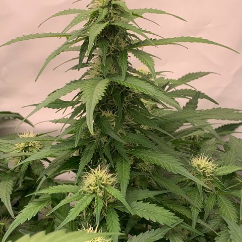 Mimosa Auto growlog timeline photo