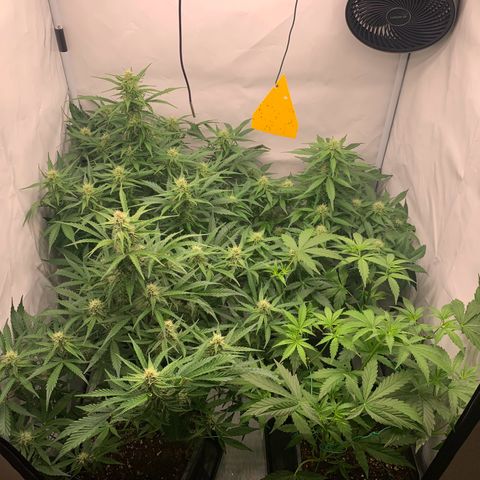 Mimosa Auto growlog timeline photo