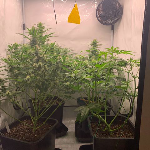 Mimosa Auto growlog timeline photo