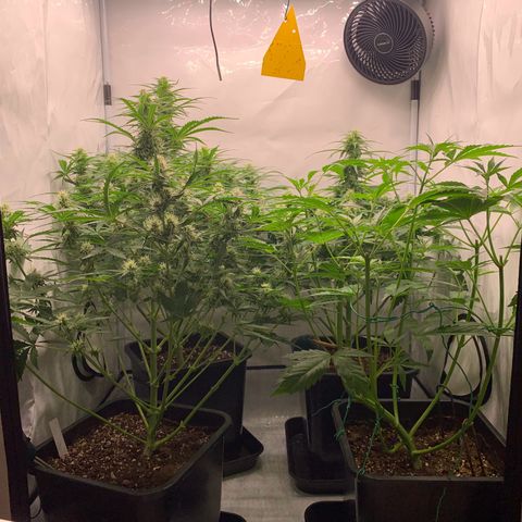 Mimosa Auto growlog timeline photo