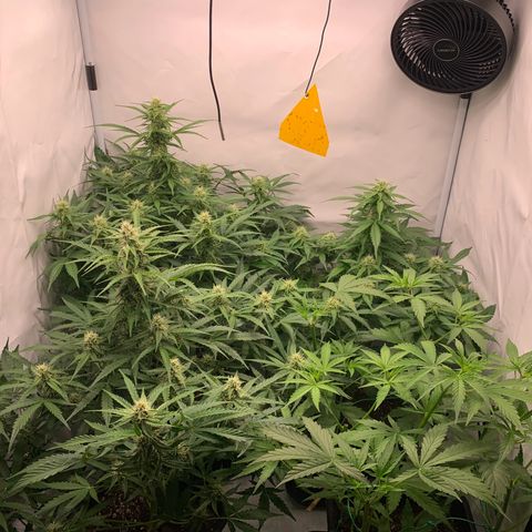 Mimosa Auto growlog timeline photo
