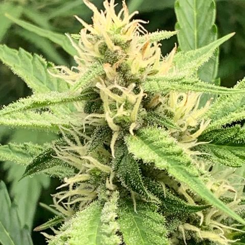 Mimosa Auto growlog timeline photo