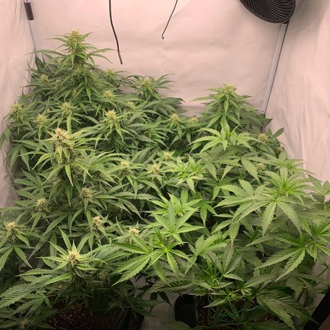 Mimosa Auto growlog timeline photo