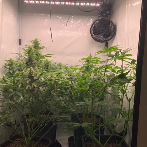 Mimosa Auto growlog timeline photo