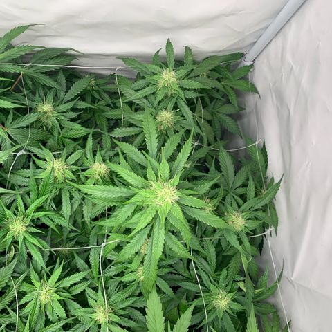 Mimosa Auto growlog timeline photo