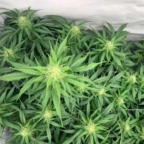 Mimosa Auto growlog timeline photo