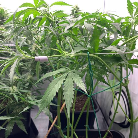 Mimosa Auto growlog timeline photo