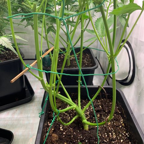 Mimosa Auto growlog timeline photo