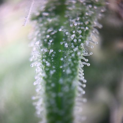 Mimosa Auto growlog timeline photo