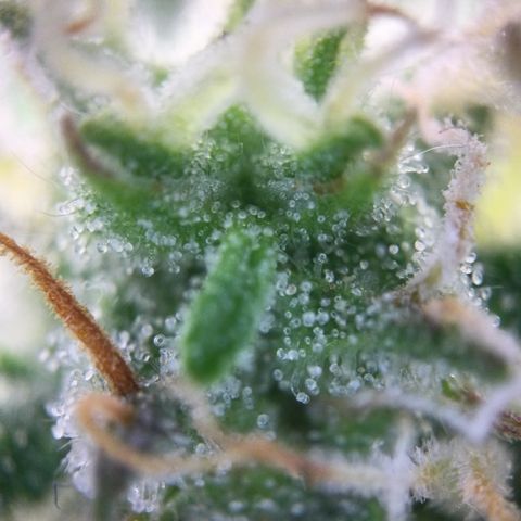 Mimosa Auto growlog timeline photo