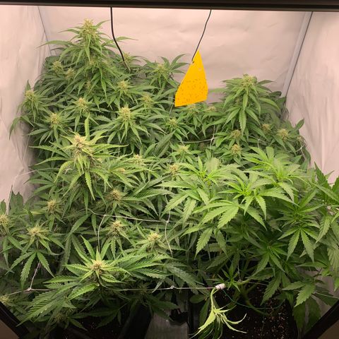 Mimosa Auto growlog timeline photo