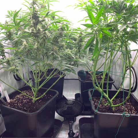 Mimosa Auto growlog timeline photo