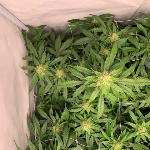 Mimosa Auto growlog timeline photo
