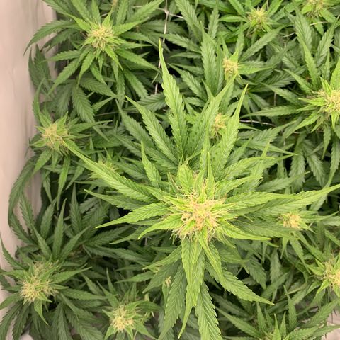 Mimosa Auto growlog timeline photo