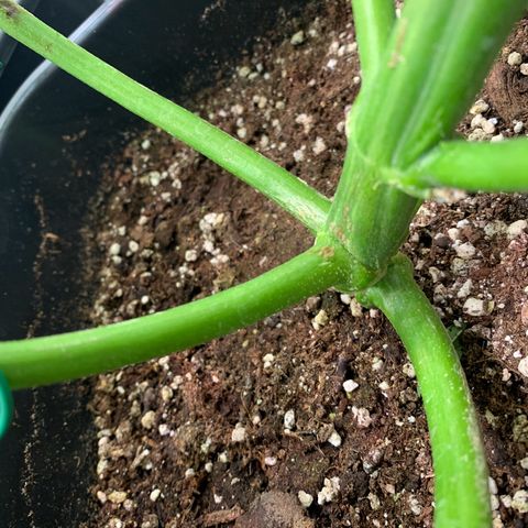 Mimosa Auto growlog photo: Nächstes mal wech wie bei mimosa
Gut verheilt ❤️‍🩹