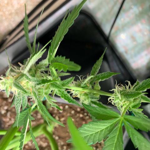 Mimosa Auto growlog photo: Nächstes mal wech wie bei mimosa
Gut verheilt ❤️‍🩹