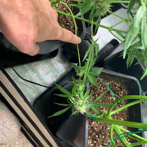 Mimosa Auto growlog photo: Nächstes mal wech wie bei mimosa
Gut verheilt ❤️‍🩹