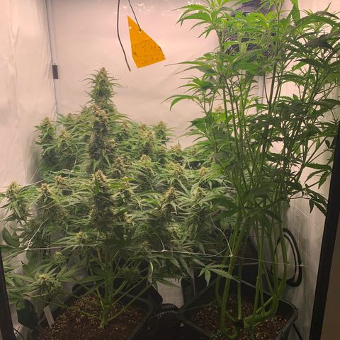 Mimosa Auto growlog timeline photo